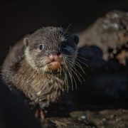 Baby Asian Short Claw Otter | Chester Zoo