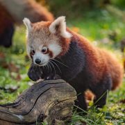 Red Panda | Chester Zoo