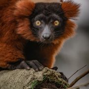 Red Ruffed Lemur | Chester Zoo