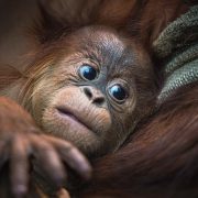 Baby Sumatran Orangutan | Chester Zoo