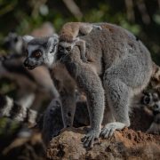 Ring Tailed Lemur | Chester Zoo