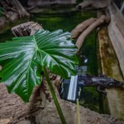Hollywood Plants | Chester Zoo