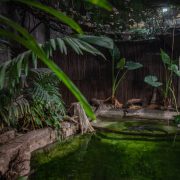 Hollywood Plants | Chester Zoo