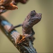 Bearded Pygmy Chameleons | Chester Zoo