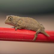 Bearded Pygmy Chameleons | Chester Zoo