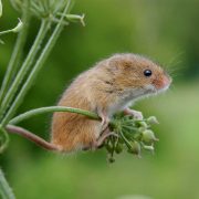 Harvest mouse on the Chester Zoo Estate