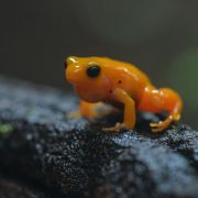 Golden mantella Frog