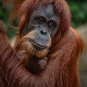 Sumatran orangutan pictured at Chester Zoo