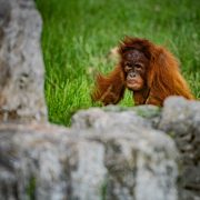 Young Sumatran orangutan pictured at Chester Zoo