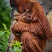 Sumatran orangutan and baby pictured at Chester Zoo