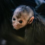 Spider monkey baby pictured at Chester Zoo