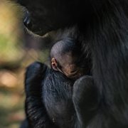 Spider monkey and baby pictured at Chester Zoo