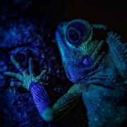 Lizard pictured at Chester Zoo using ultra-violet light