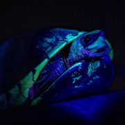 Tortoise pictured at Chester Zoo using ultra-violet light