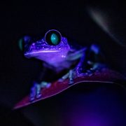 Frog pictured at Chester Zoo using ultra-violet light