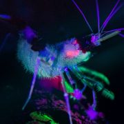 Insect pictured at Chester Zoo using ultra-violet light