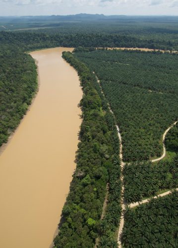 Palm oil plantations along the Kinabatangan River