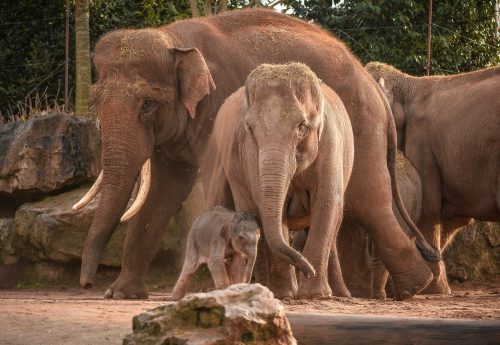 World's first pilot study to fight deadly elephant virus
