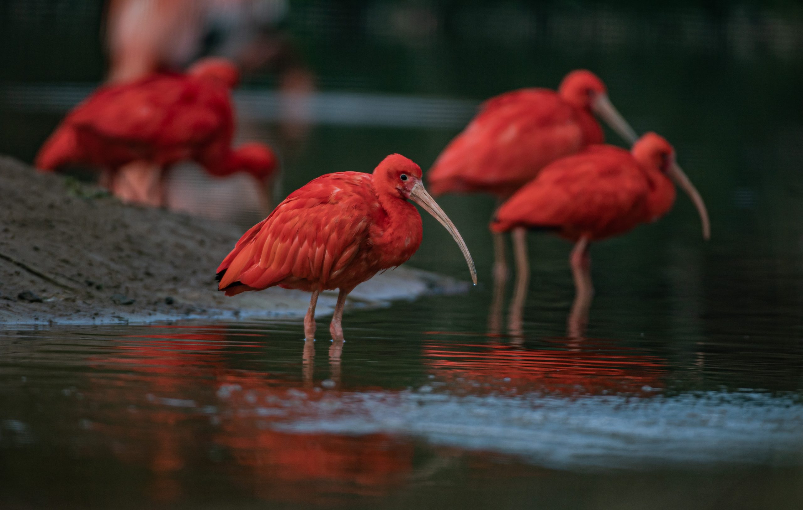 Scarlet Ibis Meet Our Animals Plan Your Visit Chester Zoo
