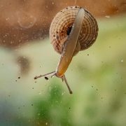 Madeira Snails