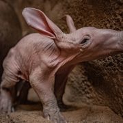 Baby aardvark