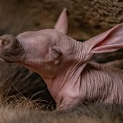 Baby aardvark