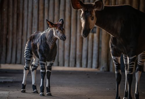 An okapi calf