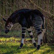 An okapi calf