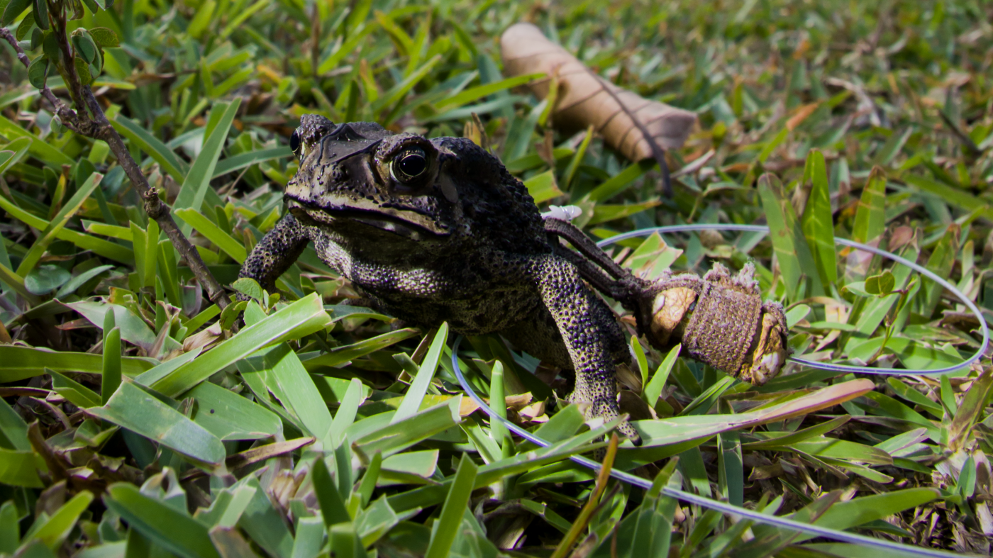 Asian toad with tracking device