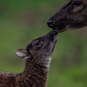 Philippine spotted deer pictured at Chester Zoo