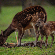 Philippine spotted deer pictured at Chester Zoo