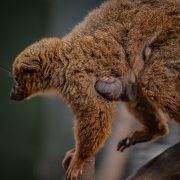 Red bellied lemur and baby pictured at Chester Zoo