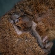 Red bellied lemur and baby pictured at Chester Zoo