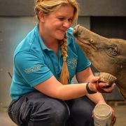Keeper pictured at Chester Zoo brushing a babirusa