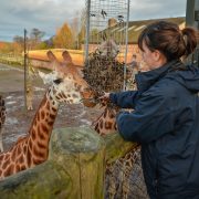 Keeper pictured at Chester Zoo feeding a giraffe