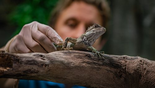 Keeper at Chester Zoo with a lizard in Monsoon Forest