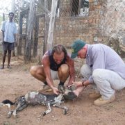Tony Fitzjohn pictured with African wild dog