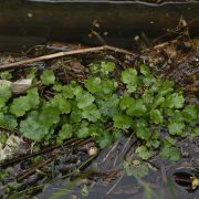 Pennywort in the canal