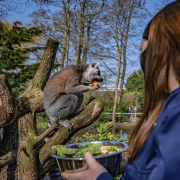 Lemur experience