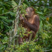Bornean orangutan pictured in Borneo