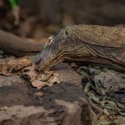 Komodo dragon pictured at Chester Zoo