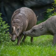 Babirusa pictured at Chester Zoo