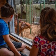Two children pictured with orangutan in Monsoon Forest at Chester Zoo