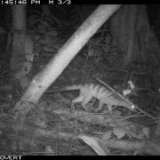 A banded palm civet is pictured in black and white by a camera trap in the dark of the night