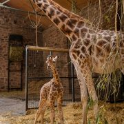 Giraffe calf Stanley and mum Orla