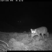 A leopard cat is pictured by a camera trap at night. The glare of the camera is reflected in the cats eyes, which appear as two glowing balls.