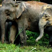 The bornean pygmy elephants are standing side by side looking left out of shot