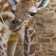 Giraffe calf Stanley