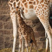 Giraffe calf Stanley and mum Orla