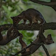 Fossa triplets at Chester Zoo
